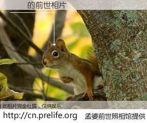 #孟婆前世照相馆# 【ܰ۷ 的前世相片】我们都曾从奈何桥上走过，喝下三碗忘川之水烹煮的孟婆汤，忘却了前尘旧事。孟婆前世照相馆，保存着你前世的数码相片。ܰ۷ 的前世相片，有图有真相：