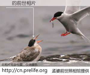 #孟婆前世照相馆# 【ܲ 的前世相片】我们都曾从奈何桥上走过，喝下三碗忘川之水烹煮的孟婆汤，忘却了前尘旧事。孟婆前世照相馆，保存着你前世的数码相片。ܲ 的前世相片，有图有真相：