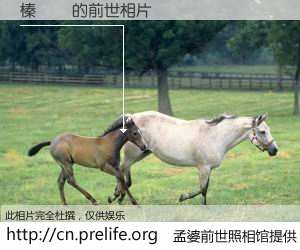 #孟婆前世照相馆# 【榛勯槜 的前世相片】我们都曾从奈何桥上走过，喝下三碗忘川之水烹煮的孟婆汤，忘却了前尘旧事。孟婆前世照相馆，保存着你前世的数码相片。榛勯槜 的前世相片，有图有真相：