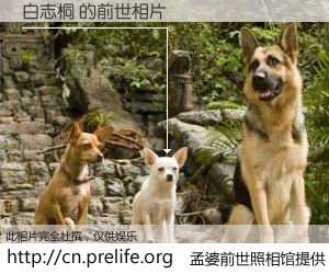 #孟婆前世照相馆# 【白志桐 的前世相片】我们都曾从奈何桥上走过，喝下三碗忘川之水烹煮的孟婆汤，忘却了前尘旧事。孟婆前世照相馆，保存着你前世的数码相片。白志桐 的前世相片，有图有真相：