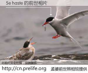 #孟婆前世照相馆# 【5e haste 的前世相片】我们都曾从奈何桥上走过，喝下三碗忘川之水烹煮的孟婆汤，忘却了前尘旧事。孟婆前世照相馆，保存着你前世的数码相片。5e haste 的前世相片，有图有真相：