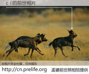 #孟婆前世照相馆# 【c  l 的前世相片】我们都曾从奈何桥上走过，喝下三碗忘川之水烹煮的孟婆汤，忘却了前尘旧事。孟婆前世照相馆，保存着你前世的数码相片。c  l 的前世相片，有图有真相：