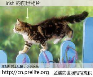 #孟婆前世照相馆# 【irish 的前世相片】我们都曾从奈何桥上走过，喝下三碗忘川之水烹煮的孟婆汤，忘却了前尘旧事。孟婆前世照相馆，保存着你前世的数码相片。irish 的前世相片，有图有真相：