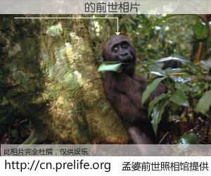 #孟婆前世照相馆# 【���� 的前世相片】我们都曾从奈何桥上走过，喝下三碗忘川之水烹煮的孟婆汤，忘却了前尘旧事。孟婆前世照相馆，保存着你前世的数码相片。���� 的前世相片，有图有真相：