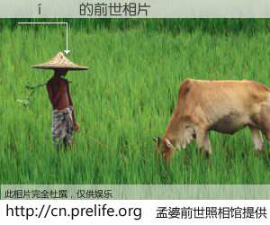 #孟婆前世照相馆# 【���鴺 的前世相片】我们都曾从奈何桥上走过，喝下三碗忘川之水烹煮的孟婆汤，忘却了前尘旧事。孟婆前世照相馆，保存着你前世的数码相片。���鴺 的前世相片，有图有真相：