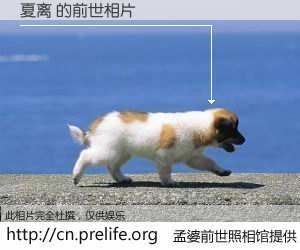 #孟婆前世照相馆# 【夏离 的前世相片】我们都曾从奈何桥上走过，喝下三碗忘川之水烹煮的孟婆汤，忘却了前尘旧事。孟婆前世照相馆，保存着你前世的数码相片。夏离 的前世相片，有图有真相：