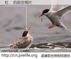 #孟婆前世照相馆# 【杜喆 的前世相片】我们都曾从奈何桥上走过，喝下三碗忘川之水烹煮的孟婆汤，忘却了前尘旧事。孟婆前世照相馆，保存着你前世的数码相片。杜喆 的前世相片，有图有真相：