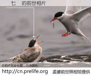 #孟婆前世照相馆# 【苐七鱤 的前世相片】我们都曾从奈何桥上走过，喝下三碗忘川之水烹煮的孟婆汤，忘却了前尘旧事。孟婆前世照相馆，保存着你前世的数码相片。苐七鱤 的前世相片，有图有真相：