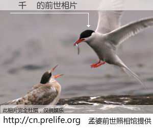 #孟婆前世照相馆# 【葉千儀 的前世相片】我们都曾从奈何桥上走过，喝下三碗忘川之水烹煮的孟婆汤，忘却了前尘旧事。孟婆前世照相馆，保存着你前世的数码相片。葉千儀 的前世相片，有图有真相：