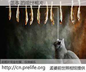 #孟婆前世照相馆# 【許芷苓 的前世相片】我们都曾从奈何桥上走过，喝下三碗忘川之水烹煮的孟婆汤，忘却了前尘旧事。孟婆前世照相馆，保存着你前世的数码相片。許芷苓 的前世相片，有图有真相：