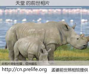 #孟婆前世照相馆# 【龍龜天堂 的前世相片】我们都曾从奈何桥上走过，喝下三碗忘川之水烹煮的孟婆汤，忘却了前尘旧事。孟婆前世照相馆，保存着你前世的数码相片。龍龜天堂 的前世相片，有图有真相：
