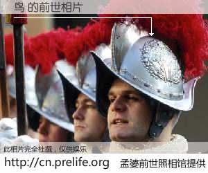 #孟婆前世照相馆# 【鸟 的前世相片】我们都曾从奈何桥上走过，喝下三碗忘川之水烹煮的孟婆汤，忘却了前尘旧事。孟婆前世照相馆，保存着你前世的数码相片。鸟 的前世相片，有图有真相：