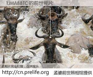 #孟婆前世照相馆# 【1JMA88TC 的前世相片】我们都曾从奈何桥上走过，喝下三碗忘川之水烹煮的孟婆汤，忘却了前尘旧事。孟婆前世照相馆，保存着你前世的数码相片。1JMA88TC 的前世相片，有图有真相：