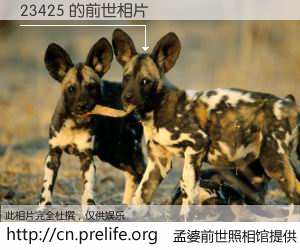 #孟婆前世照相馆# 【23425 的前世相片】我们都曾从奈何桥上走过，喝下三碗忘川之水烹煮的孟婆汤，忘却了前尘旧事。孟婆前世照相馆，保存着你前世的数码相片。23425 的前世相片，有图有真相：