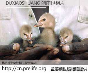 #孟婆前世照相馆# 【DUXIAOSHUANG 的前世相片】我们都曾从奈何桥上走过，喝下三碗忘川之水烹煮的孟婆汤，忘却了前尘旧事。孟婆前世照相馆，保存着你前世的数码相片。DUXIAOSHUANG 的前世相片，有图有真相：