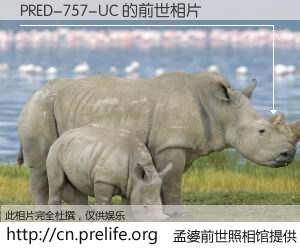 #孟婆前世照相馆# 【PRED-757-UC 的前世相片】我们都曾从奈何桥上走过,喝下三碗忘川之水烹煮的孟婆汤,忘却了前尘旧事。孟婆前世照相馆,保存着你前世的数码相片。PRED-757-UC 的前世相片,有图有真相: