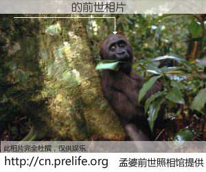 #孟婆前世照相馆# 【�´��� 的前世相片】我们都曾从奈何桥上走过，喝下三碗忘川之水烹煮的孟婆汤，忘却了前尘旧事。孟婆前世照相馆，保存着你前世的数码相片。�´��� 的前世相片，有图有真相：