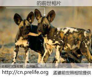 #孟婆前世照相馆# 【������ 的前世相片】我们都曾从奈何桥上走过，喝下三碗忘川之水烹煮的孟婆汤，忘却了前尘旧事。孟婆前世照相馆，保存着你前世的数码相片。������ 的前世相片，有图有真相：