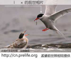#孟婆前世照相馆# 【�ź�� 的前世相片】我们都曾从奈何桥上走过，喝下三碗忘川之水烹煮的孟婆汤，忘却了前尘旧事。孟婆前世照相馆，保存着你前世的数码相片。�ź�� 的前世相片，有图有真相：