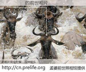 #孟婆前世照相馆# 【�찮�� 的前世相片】我们都曾从奈何桥上走过，喝下三碗忘川之水烹煮的孟婆汤，忘却了前尘旧事。孟婆前世照相馆，保存着你前世的数码相片。�찮�� 的前世相片，有图有真相：