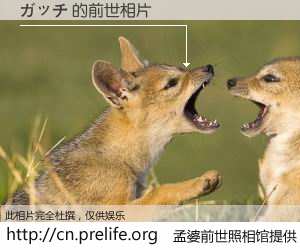 #孟婆前世照相馆# 【ガッチ 的前世相片】我们都曾从奈何桥上走过，喝下三碗忘川之水烹煮的孟婆汤，忘却了前尘旧事。孟婆前世照相馆，保存着你前世的数码相片。ガッチ 的前世相片，有图有真相：