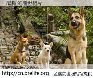 #孟婆前世照相馆# 【屠腾 的前世相片】我们都曾从奈何桥上走过，喝下三碗忘川之水烹煮的孟婆汤，忘却了前尘旧事。孟婆前世照相馆，保存着你前世的数码相片。屠腾 的前世相片，有图有真相：