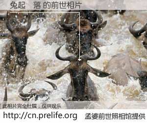 #孟婆前世照相馆# 【兔起鶻落 的前世相片】我们都曾从奈何桥上走过，喝下三碗忘川之水烹煮的孟婆汤，忘却了前尘旧事。孟婆前世照相馆，保存着你前世的数码相片。兔起鶻落 的前世相片，有图有真相：