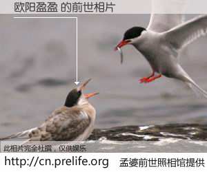 #孟婆前世照相馆# 【欧阳盈盈 的前世相片】我们都曾从奈何桥上走过，喝下三碗忘川之水烹煮的孟婆汤，忘却了前尘旧事。孟婆前世照相馆，保存着你前世的数码相片。欧阳盈盈 的前世相片，有图有真相：