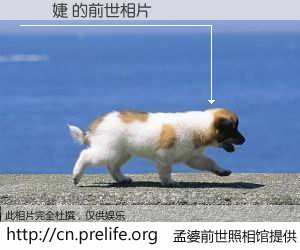 #孟婆前世照相馆# 【許凱婕 的前世相片】我们都曾从奈何桥上走过，喝下三碗忘川之水烹煮的孟婆汤，忘却了前尘旧事。孟婆前世照相馆，保存着你前世的数码相片。許凱婕 的前世相片，有图有真相：