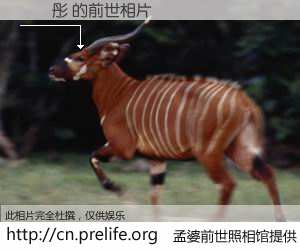 #孟婆前世照相馆# 【許曉彤 的前世相片】我们都曾从奈何桥上走过，喝下三碗忘川之水烹煮的孟婆汤，忘却了前尘旧事。孟婆前世照相馆，保存着你前世的数码相片。許曉彤 的前世相片，有图有真相：