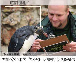 #孟婆前世照相馆# 【鳥 的前世相片】我们都曾从奈何桥上走过，喝下三碗忘川之水烹煮的孟婆汤，忘却了前尘旧事。孟婆前世照相馆，保存着你前世的数码相片。鳥 的前世相片，有图有真相：