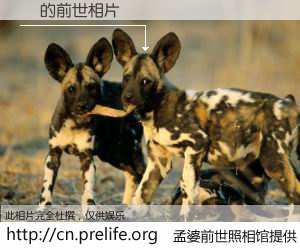 #孟婆前世照相馆# 【 的前世相片】我们都曾从奈何桥上走过，喝下三碗忘川之水烹煮的孟婆汤，忘却了前尘旧事。孟婆前世照相馆，保存着你前世的数码相片。 的前世相片，有图有真相：