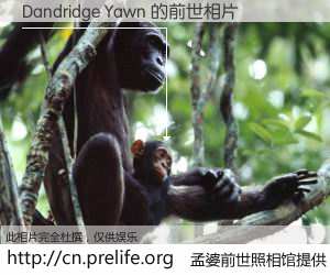 #孟婆前世照相馆# 【Dandridge Yawn 的前世相片】我们都曾从奈何桥上走过，喝下三碗忘川之水烹煮的孟婆汤，忘却了前尘旧事。孟婆前世照相馆，保存着你前世的数码相片。Dandridge Yawn 的前世相片，有图有真相：