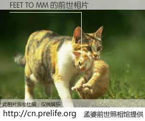 #孟婆前世照相馆# 【FEET TO MM 的前世相片】我们都曾从奈何桥上走过，喝下三碗忘川之水烹煮的孟婆汤，忘却了前尘旧事。孟婆前世照相馆，保存着你前世的数码相片。FEET TO MM 的前世相片，有图有真相：