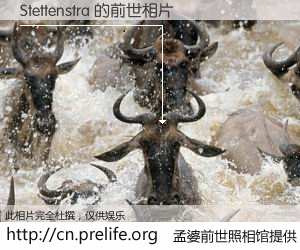 #孟婆前世照相馆# 【Stettenstra 的前世相片】我们都曾从奈何桥上走过，喝下三碗忘川之水烹煮的孟婆汤，忘却了前尘旧事。孟婆前世照相馆，保存着你前世的数码相片。Stettenstra 的前世相片，有图有真相：