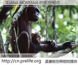 #孟婆前世照相馆# 【TEJANA MONTANA 的前世相片】我们都曾从奈何桥上走过，喝下三碗忘川之水烹煮的孟婆汤，忘却了前尘旧事。孟婆前世照相馆，保存着你前世的数码相片。TEJANA MONTANA 的前世相片，有图有真相：
