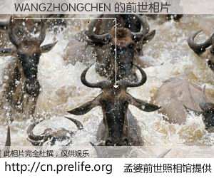 #孟婆前世照相馆# 【WANGZHONGCHEN 的前世相片】我们都曾从奈何桥上走过，喝下三碗忘川之水烹煮的孟婆汤，忘却了前尘旧事。孟婆前世照相馆，保存着你前世的数码相片。WANGZHONGCHEN 的前世相片，有图有真相：