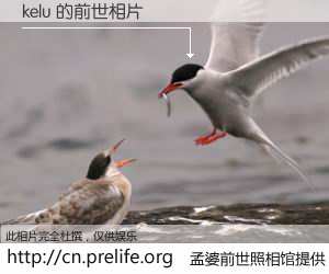 #孟婆前世照相馆# 【kelu 的前世相片】我们都曾从奈何桥上走过，喝下三碗忘川之水烹煮的孟婆汤，忘却了前尘旧事。孟婆前世照相馆，保存着你前世的数码相片。kelu 的前世相片，有图有真相：