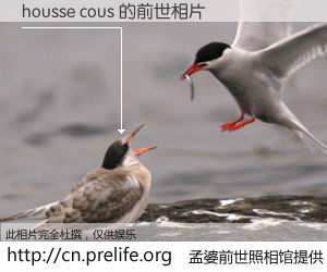 #孟婆前世照相馆# 【housse cous 的前世相片】我们都曾从奈何桥上走过，喝下三碗忘川之水烹煮的孟婆汤，忘却了前尘旧事。孟婆前世照相馆，保存着你前世的数码相片。housse cous 的前世相片，有图有真相：
