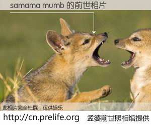 #孟婆前世照相馆# 【samama mumb 的前世相片】我们都曾从奈何桥上走过，喝下三碗忘川之水烹煮的孟婆汤，忘却了前尘旧事。孟婆前世照相馆，保存着你前世的数码相片。samama mumb 的前世相片，有图有真相：