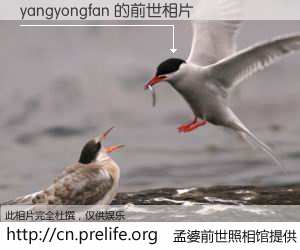 #孟婆前世照相馆# 【yangyongfan 的前世相片】我们都曾从奈何桥上走过，喝下三碗忘川之水烹煮的孟婆汤，忘却了前尘旧事。孟婆前世照相馆，保存着你前世的数码相片。yangyongfan 的前世相片，有图有真相：