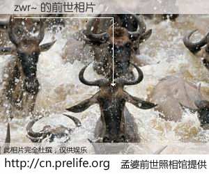 #孟婆前世照相馆# 【zwr~ 的前世相片】我们都曾从奈何桥上走过，喝下三碗忘川之水烹煮的孟婆汤，忘却了前尘旧事。孟婆前世照相馆，保存着你前世的数码相片。zwr~ 的前世相片，有图有真相：