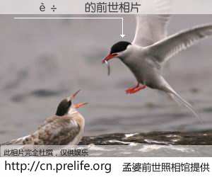 #孟婆前世照相馆# 【������ 的前世相片】我们都曾从奈何桥上走过，喝下三碗忘川之水烹煮的孟婆汤，忘却了前尘旧事。孟婆前世照相馆，保存着你前世的数码相片。������ 的前世相片，有图有真相：