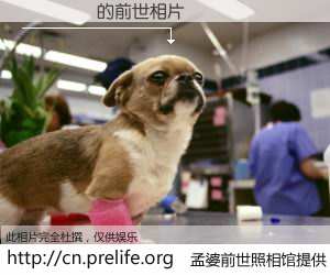 #孟婆前世照相馆# 【애널신작 的前世相片】我们都曾从奈何桥上走过，喝下三碗忘川之水烹煮的孟婆汤，忘却了前尘旧事。孟婆前世照相馆，保存着你前世的数码相片。애널신작 的前世相片，有图有真相：