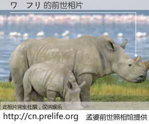 #孟婆前世照相馆# 【ワーフリ 的前世相片】我们都曾从奈何桥上走过，喝下三碗忘川之水烹煮的孟婆汤，忘却了前尘旧事。孟婆前世照相馆，保存着你前世的数码相片。ワーフリ 的前世相片，有图有真相：