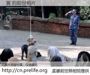 #孟婆前世照相馆# 【翼 的前世相片】我们都曾从奈何桥上走过，喝下三碗忘川之水烹煮的孟婆汤，忘却了前尘旧事。孟婆前世照相馆，保存着你前世的数码相片。翼 的前世相片，有图有真相：