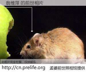 #孟婆前世照相馆# 【翁维萍 的前世相片】我们都曾从奈何桥上走过，喝下三碗忘川之水烹煮的孟婆汤，忘却了前尘旧事。孟婆前世照相馆，保存着你前世的数码相片。翁维萍 的前世相片，有图有真相：