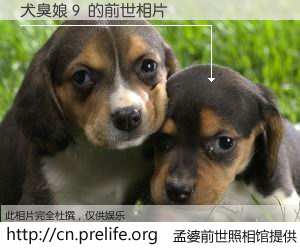 #孟婆前世照相馆# 【犬臭娘９ 的前世相片】我们都曾从奈何桥上走过，喝下三碗忘川之水烹煮的孟婆汤，忘却了前尘旧事。孟婆前世照相馆，保存着你前世的数码相片。犬臭娘９ 的前世相片，有图有真相：