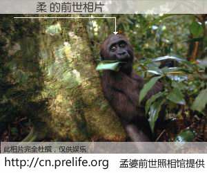 #孟婆前世照相馆# 【畢勻柔 的前世相片】我们都曾从奈何桥上走过，喝下三碗忘川之水烹煮的孟婆汤，忘却了前尘旧事。孟婆前世照相馆，保存着你前世的数码相片。畢勻柔 的前世相片，有图有真相：