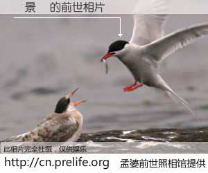 #孟婆前世照相馆# 【謝景閔 的前世相片】我们都曾从奈何桥上走过，喝下三碗忘川之水烹煮的孟婆汤，忘却了前尘旧事。孟婆前世照相馆，保存着你前世的数码相片。謝景閔 的前世相片，有图有真相：